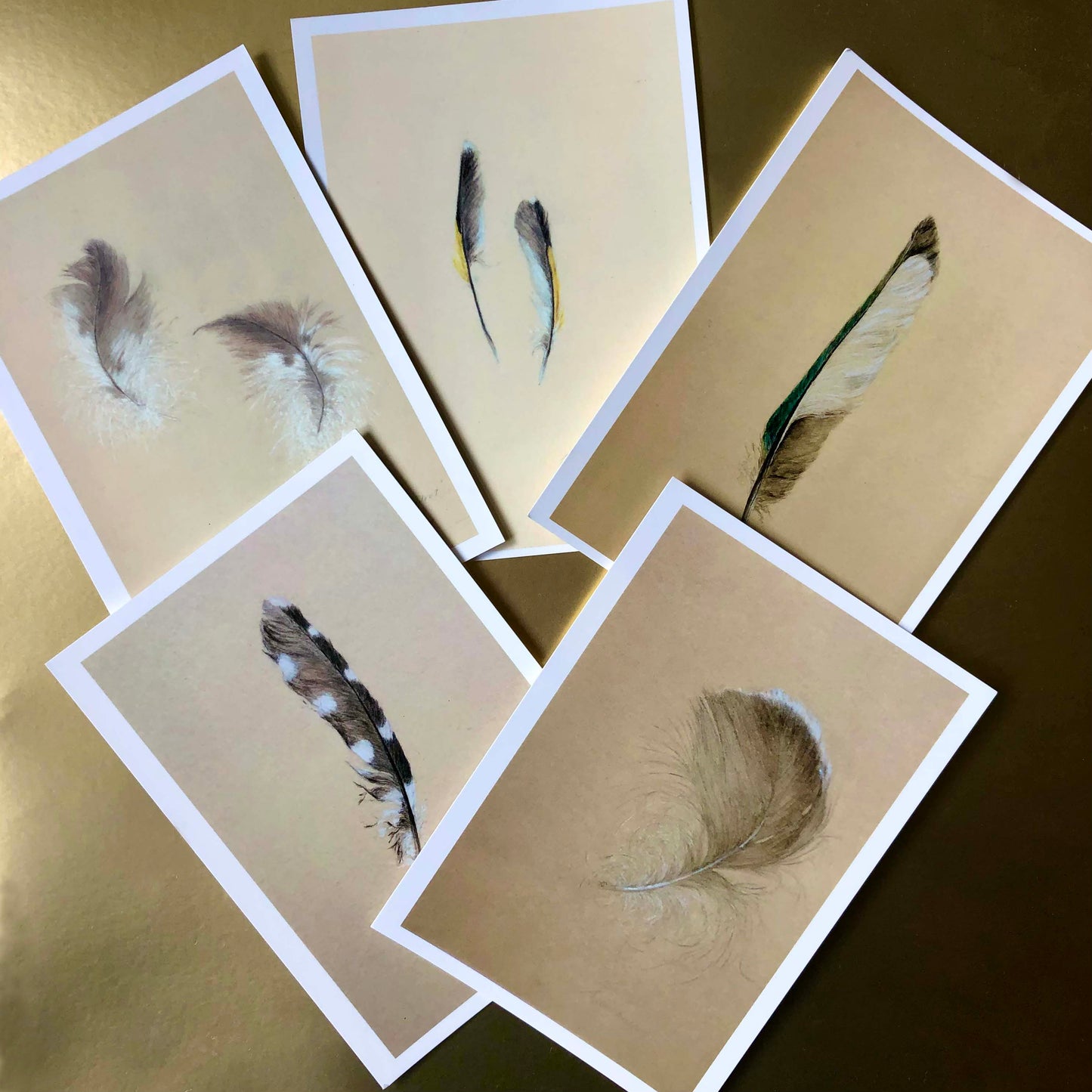 Feather sketches postcard collection