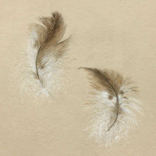 Feather sketches postcard collection