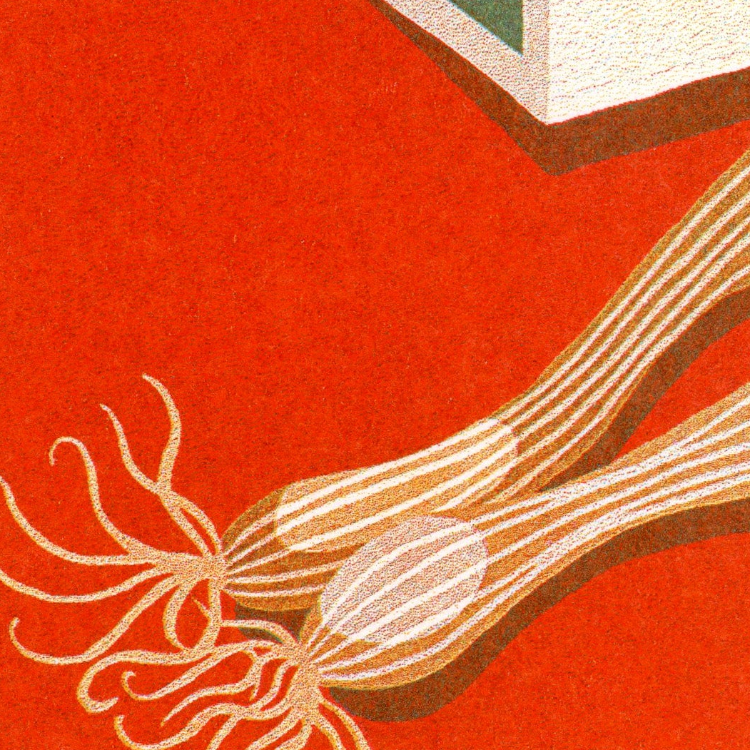 Spring Onions print